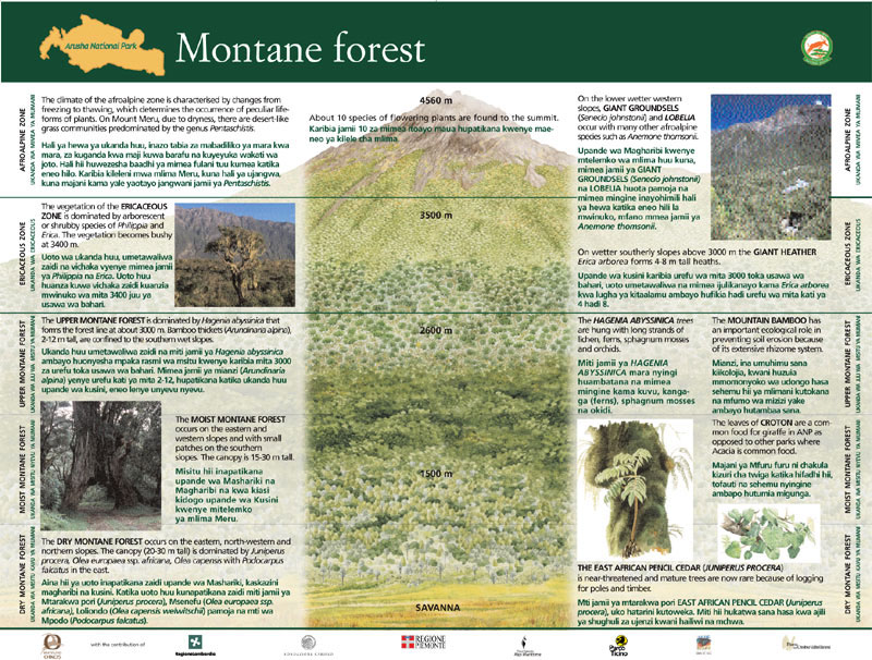 Montane-forest